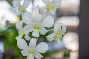 Çiçek bahçesinde açan güzel orkide çiçekleri.