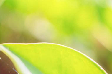 Bahçede bokeh arka planlı doğal bitki yeşili yaprak