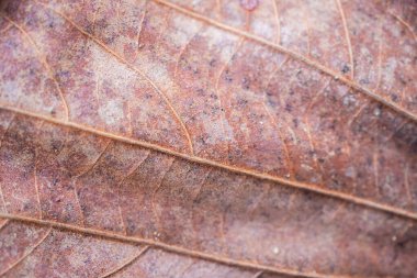 kuru kahverengi ağaç yaprağı dokusu yakın arkaplan