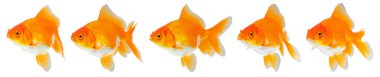 Oranda japon balığı seti beyaz arkaplanda izole edilmiş. Yakın plan.