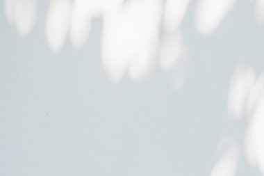 Soyut doğal ağaç beyaz duvar arkaplanında gölge bırakır