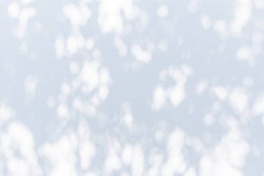 Soyut doğal ağaç beyaz duvar arkaplanında gölge bırakır