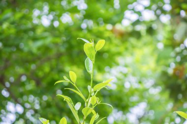 Bahçede bokeh arka planlı doğal bitki yeşili yaprak