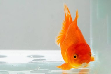 Akvaryum akvaryumundaki Oranda akvaryumu. Yaklaş.