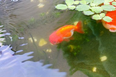 Akvaryum balık havuzunda Japon balığı. Yaklaş.