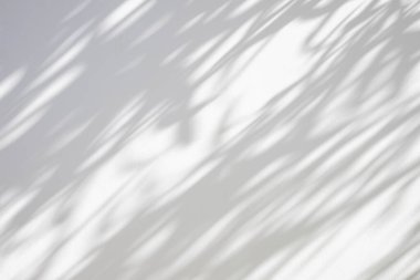 Soyut doğal ağaç beyaz duvar arkaplanında gölge bırakır