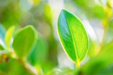 Bahçede bokeh arka planlı doğal bitki yeşili yaprak