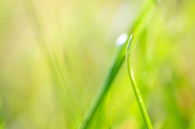 Bahçedeki yeşil çimen yaprağı bulanık arkaplan