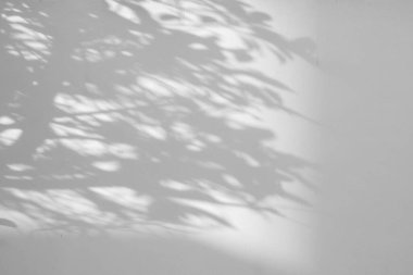 Soyut doğal ağaç beyaz duvar arkaplanında gölge bırakır