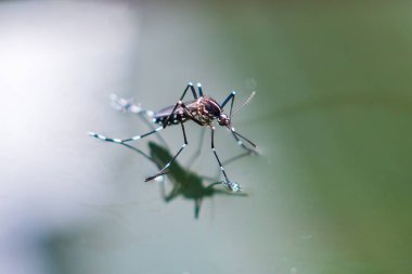 Aedes aegypti sivrisinekleri su yüzeyinde