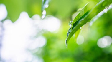 Yeşil yaprağa düşen yağmur suyu doğal arkaplanı kapatır