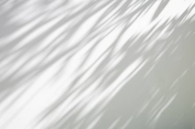 Soyut doğal ağaç beyaz duvar arkaplanında gölge bırakır