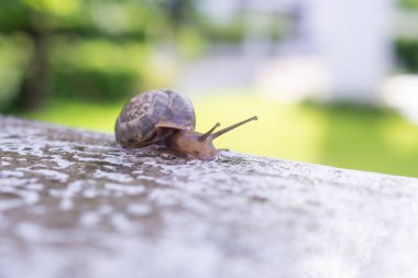 Beton duvardaki küçük sarmal salyangoz. Yaklaş.