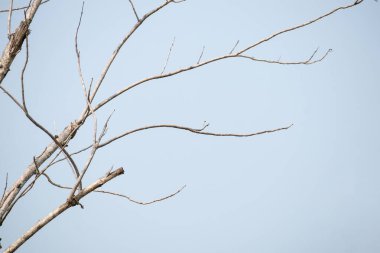 mavi gökyüzü ile kuru ağaç dalları