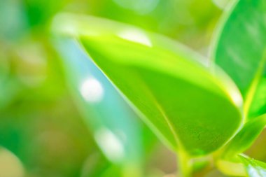 Bahçede bokeh arka planlı doğal bitki yeşili yaprak