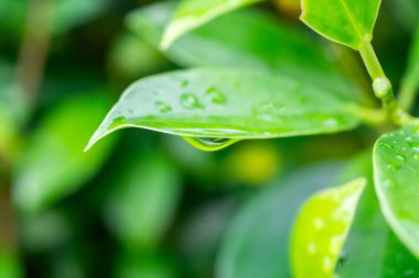 Yeşil yaprağa düşen yağmur suyu doğal arkaplanı kapatır