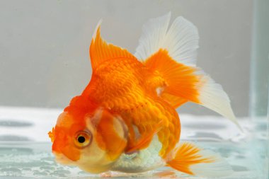 Akvaryum akvaryumundaki Oranda akvaryumu. Yaklaş.