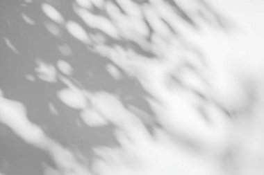 Soyut doğal ağaç beyaz duvar arkaplanında gölge bırakır