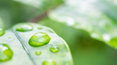 Yeşil yaprağa düşen yağmur suyu doğal arkaplanı kapatır