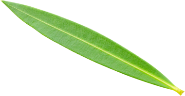 Beyaz arka plan üzerinde izole doğal yaprak yeşil