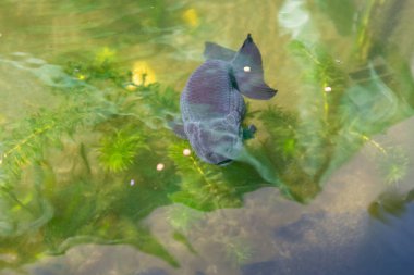 Akvaryum balık havuzunda Japon balığı. Yaklaş.