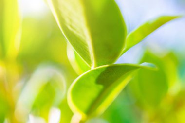 Bahçede bokeh arka planlı doğal bitki yeşili yaprak