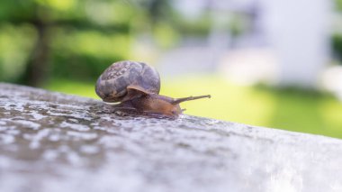 Beton duvardaki küçük sarmal salyangoz. Yaklaş.