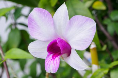 Çiçek bahçesinde açan güzel orkide çiçekleri.