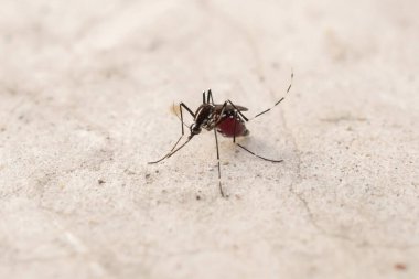 Beton zeminde Aedes aegypti sivrisinekleri