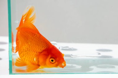 Akvaryum akvaryumundaki Oranda akvaryumu. Yaklaş.