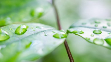 Yeşil yaprağa düşen yağmur suyu doğal arkaplanı kapatır