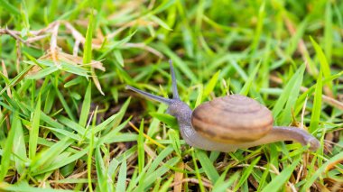 Yeşil çimlerde küçük sarmal salyangoz