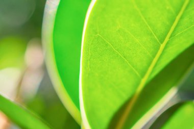 Bahçede bokeh arka planlı doğal bitki yeşili yaprak