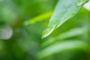Yeşil yaprağa düşen yağmur suyu doğal arkaplanı kapatır