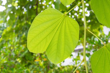 Bahçe çevre ekoloji arka planında doğal bitki yeşili yaprak