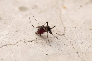 Beton zeminde Aedes aegypti sivrisinekleri