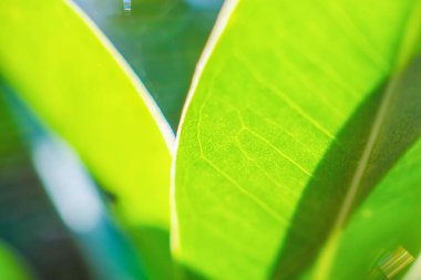 Bahçede bokeh arka planlı doğal bitki yeşili yaprak