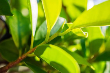 Bahçede bokeh arka planlı doğal bitki yeşili yaprak