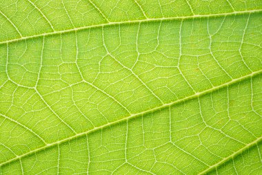 Doğal bitki yeşil yaprak dokusu yüzey arkaplanı