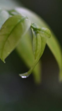 Üzerinde su damlacıkları olan bir yaprak. Damlacıklar küçük ve dağınık, hafif bir yağmur izlenimi veriyorlar. Yaprak yeşil ve o taze ve sağlıklı.