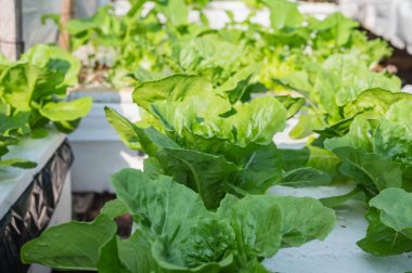 Dikey tarım ve hidroponik konsepti. Taze Hidrofonik Marul, Yeşil Lezzetli, yemyeşil marul, Hidrofonik, sağlıklı büyüme, sürdürülebilir bahçıvanlık uygulamaları Mükemmel