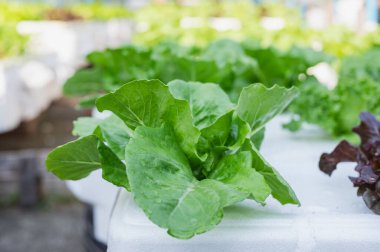 Dikey tarım ve hidroponik konsepti. Hidroponik Bahçede Taze Yeşil Marul, Canlı Yeşil Marul Yaprakları Hidroponik düzende gelişir, farklı doku ve ev yapımı ürünlerin tazeliği