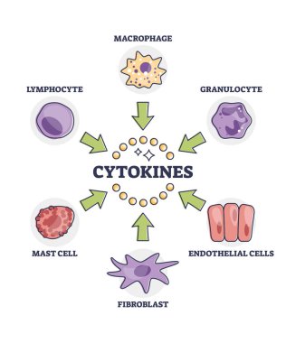 Sitokinler bağışıklık sisteminin tepki diyagramı için hücre listesi yayınlıyorlar. Makrofaj, granüloit, endothelial, fibroblast, direk ve lenfosit vektör çizimi ile etiketlenmiş eğitim şeması.