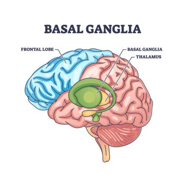 Bazal gangliyon veya çekirdek konumu ve insan beyin yapısı şeması. Başı ve ön lobu ya da talamus bölümleri vektör illüstrasyonuyla etiketlenmiş eğitim şeması. Tıbbi organ parçaları..