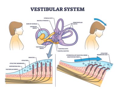 Vestibular system anatomy and inner ear medical structure outline diagram. Labeled educational scheme with human balance and sensory parts vector illustration. Cochlea nerve and hair cells location. clipart