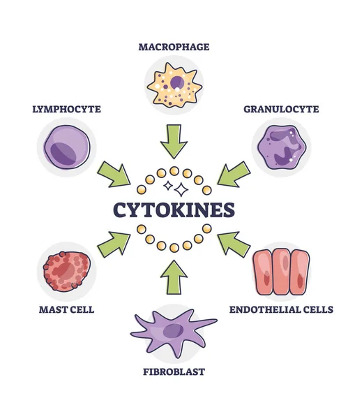 Cytokines Releasing Cells List Immune System Response Outline Diagram Labeled — Stock Vector