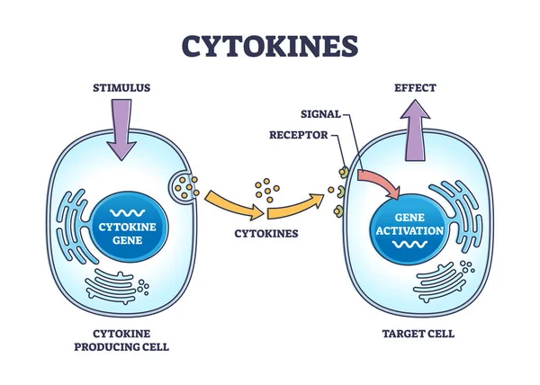 Processus Cytokines Comme Microprotéines Pour Signalisation Cellulaire Schéma Contour Schéma — Image vectorielle