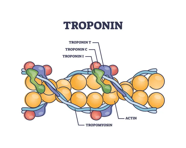 トロポニン複合体および3つの調節タンパク質構造アウトライン図 筋収縮ベクトル図のためのトロモマイシンとアクチンとのラベル教育スキーム 心筋梗塞マーカー — ストックベクタ