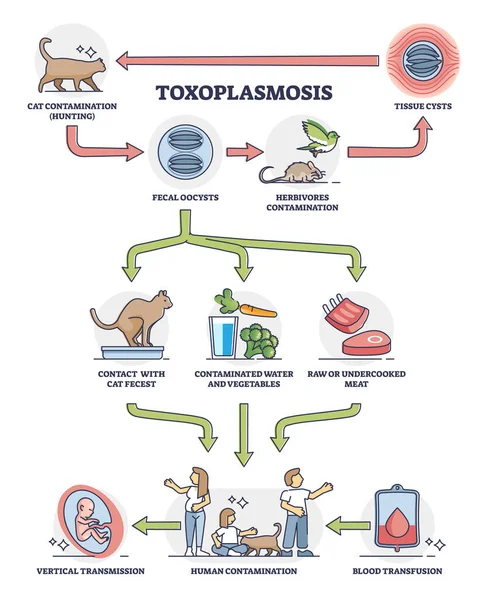 Taxoplasmosis Enfermedad Parasitosis Contaminación Esquema Diagrama Esquema Médico Educativo Etiquetado — Vector de stock