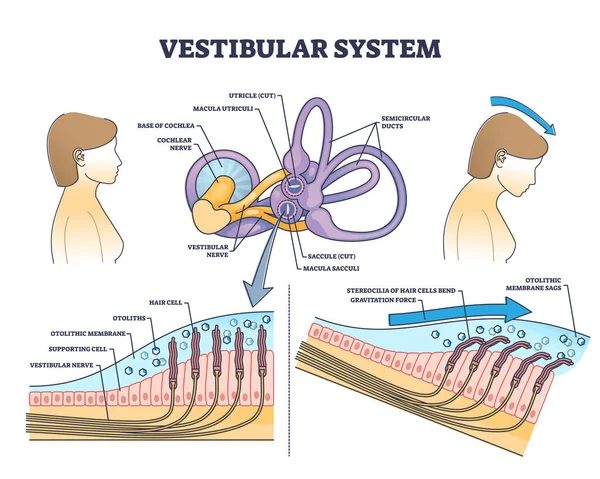Anatomie Système Vestibulaire Schéma Structure Médicale Oreille Interne Schéma Éducatif — Image vectorielle
